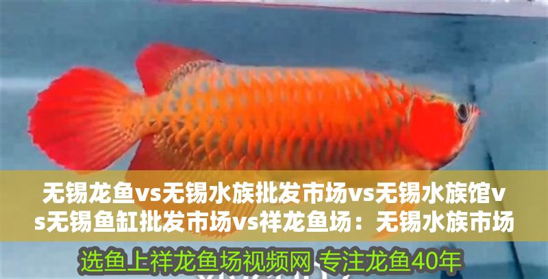 無錫龍魚vs無錫水族批發市場vs無錫水族館vs無錫魚缸批發市場vs祥龍魚場:無錫水族市場 祥龍魚場各市分站 第2張 無錫龍魚vs無錫水族批發市場vs無錫水族館vs無錫魚缸批發市場vs祥龍魚場:無錫水族市場 無錫龍魚vs無錫水族批發市場vs無錫水族館vs無錫魚缸批發市場vs祥龍魚場:無錫水族市場 祥龍魚場各市分站 第2張