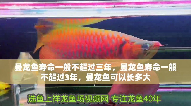曼龍魚壽命一般不超過三年，曼龍魚壽命一般不超過3年，曼龍魚可以長多大