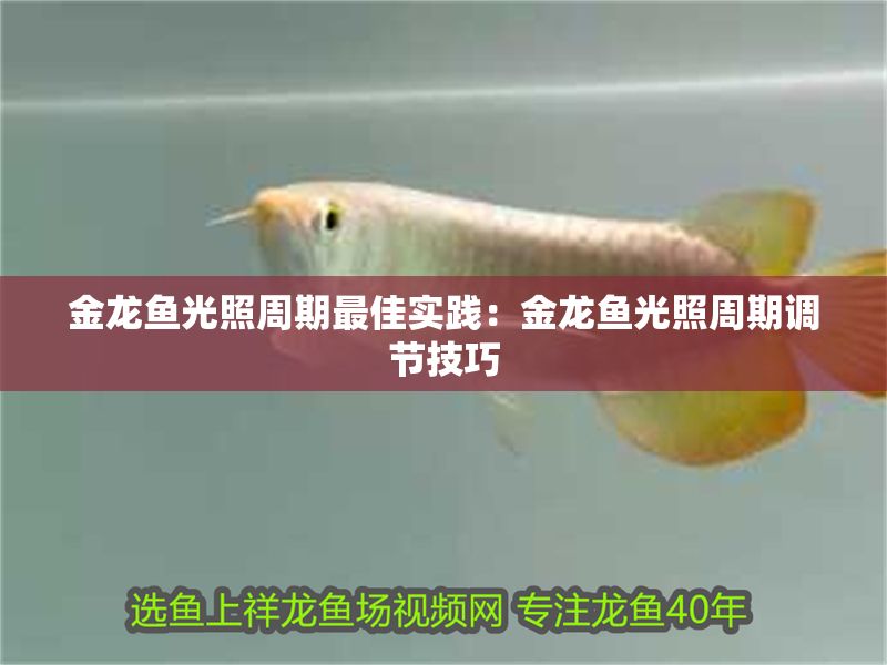 金龍魚光照周期最佳實(shí)踐：金龍魚光照周期調(diào)節(jié)技巧