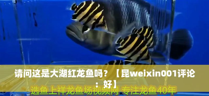 請問這是大湖紅龍魚嗎？【昆weixin001評論：好】
