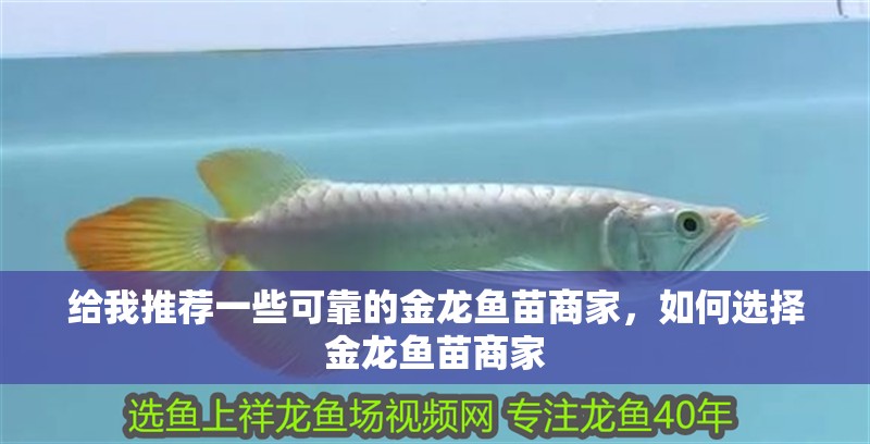 給我推薦一些可靠的金龍魚苗商家，如何選擇金龍魚苗商家