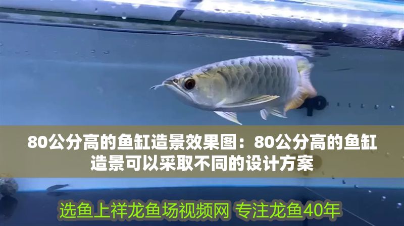 80公分高的魚缸造景效果圖：80公分高的魚缸造景可以采取不同的設計方案