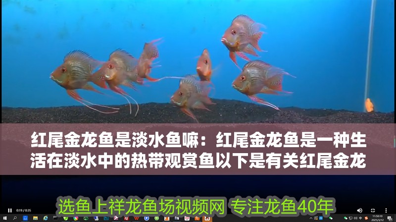 魚缸造景先放沙還是先放水(魚缸造景先鋪沙還是先放石頭) 紅尾金龍魚是淡水魚嘛:紅尾金龍魚是一種生活在淡水中的熱帶觀賞魚以下是有關(guān)紅尾金龍魚 龍魚百科 紅尾金龍魚是淡水魚嘛:紅尾金龍魚是一種生活在淡水中的熱帶觀賞魚以下是有關(guān)紅尾金龍魚 紅尾金龍魚是淡水魚嘛:紅尾金龍魚是一種生活在淡水中的熱帶觀賞魚以下是有關(guān)紅尾金龍魚 龍魚百科