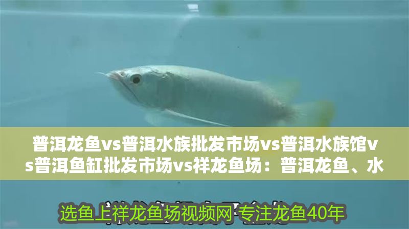 普洱龍魚vs普洱水族批發市場vs普洱水族館vs普洱魚缸批發市場vs祥龍魚場：普洱龍魚、水族批發市場、水族館和魚缸批發市場分析