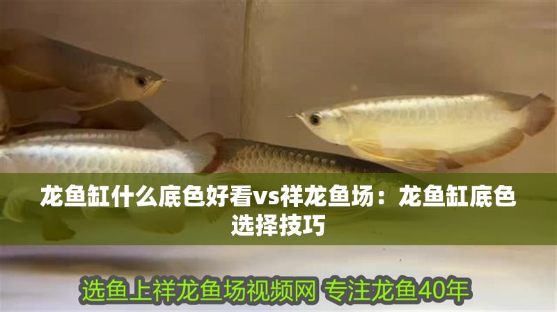 龍魚缸什么底色好看vs祥龍魚場：龍魚缸底色選擇技巧