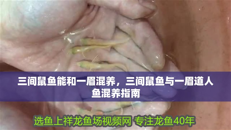 三間鼠魚能和一眉混養，三間鼠魚與一眉道人魚混養指南 三間鼠魚能和一眉混養，三間鼠魚與一眉道人魚混養指南 龍魚論壇