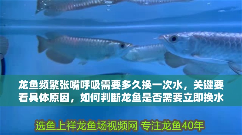 龍魚頻繁張嘴呼吸需要多久換一次水，關鍵要看具體原因，如何判斷龍魚是否需要立即換水