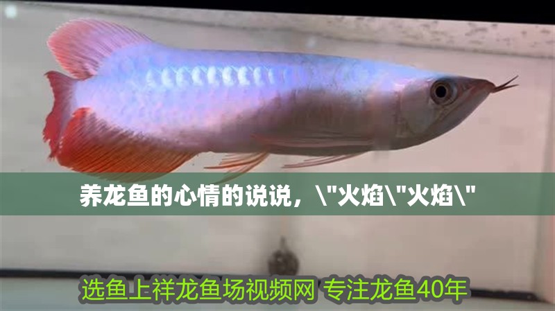 養龍魚的心情的說說，\