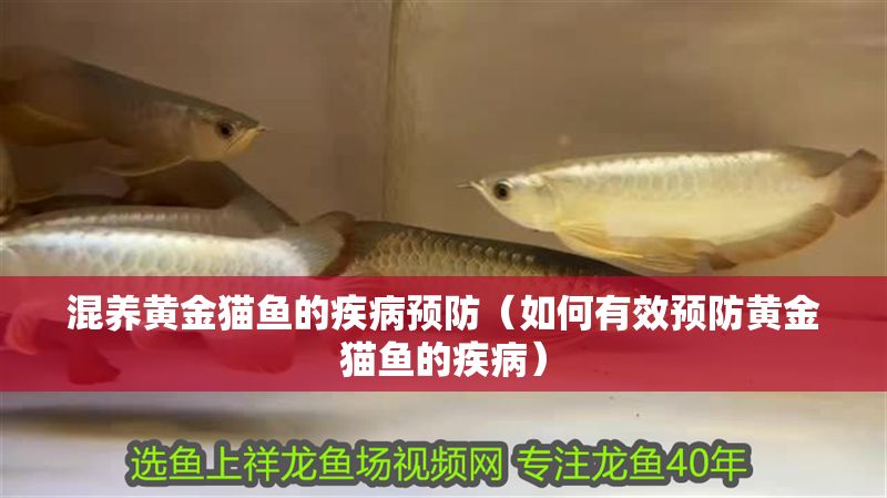 混養(yǎng)黃金貓魚的疾病預(yù)防（如何有效預(yù)防黃金貓魚的疾病）