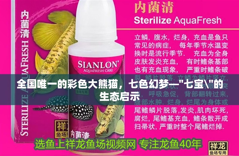 全國唯一的彩色大熊貓，七色幻夢—