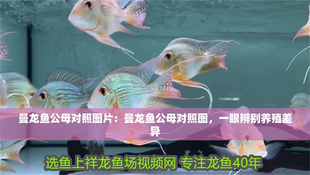 曼龍魚公母對照圖片：曼龍魚公母對照圖，一眼辨別養殖差異