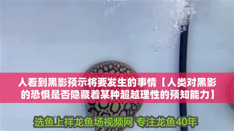 人看到黑影預示將要發生的事情【人類對黑影的恐懼是否隱藏著某種超越理性的預知能力】