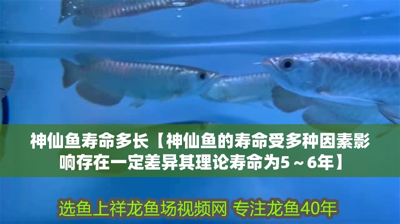 神仙魚壽命多長【神仙魚的壽命受多種因素影響存在一定差異其理論壽命為5～6年】