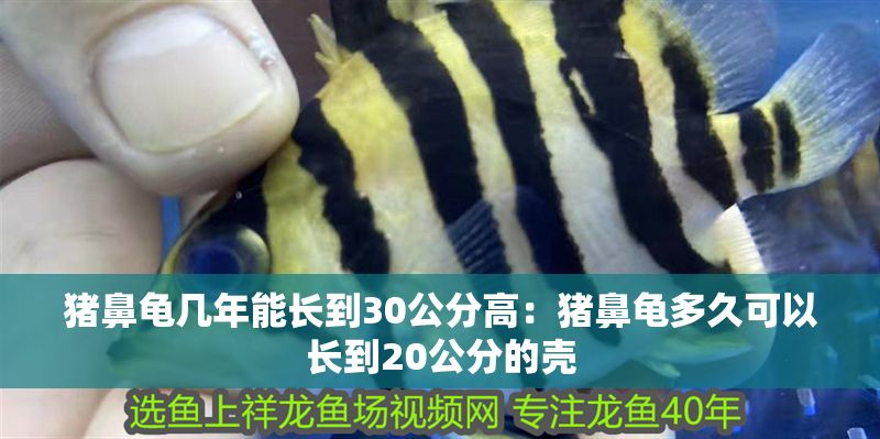 豬鼻龜幾年能長到30公分高：豬鼻龜多久可以長到20公分的殼