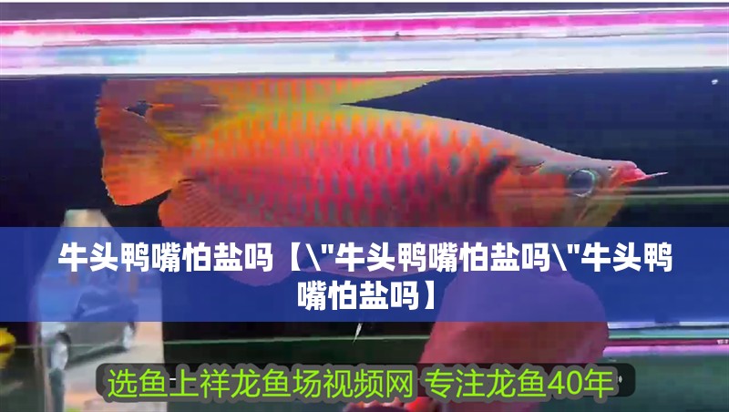 牛頭鴨嘴怕鹽嗎【\