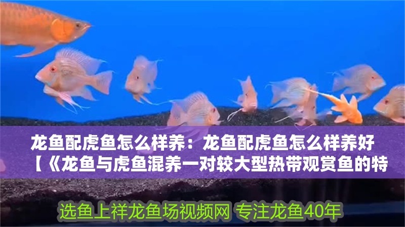 龍魚配虎魚怎么樣養：龍魚配虎魚怎么樣養好【《龍魚與虎魚混養一對較大型熱帶觀賞魚的特殊要求》】