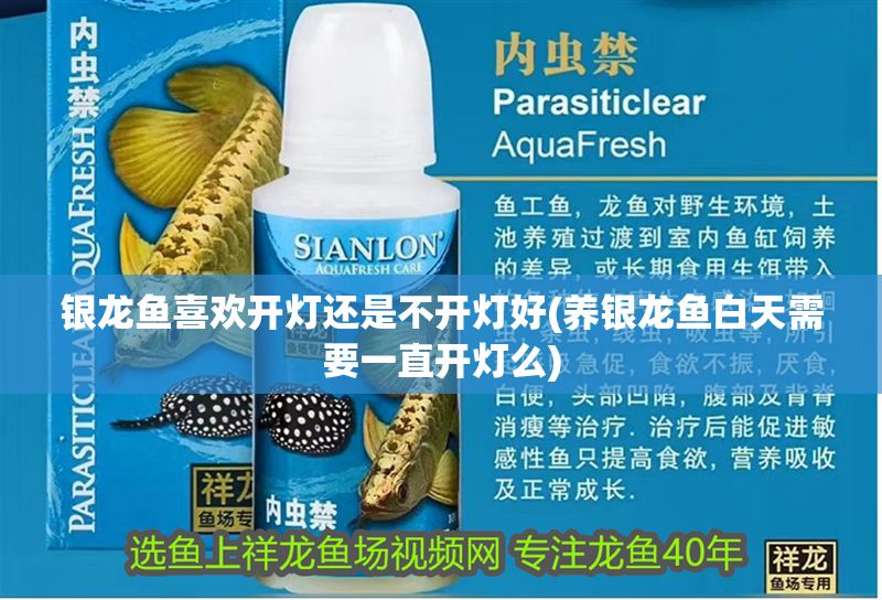 銀龍魚(yú)喜歡開(kāi)燈還是不開(kāi)燈好(養(yǎng)銀龍魚(yú)白天需要一直開(kāi)燈么)