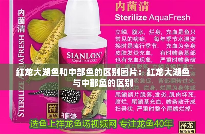 紅龍大湖魚和中部魚的區(qū)別圖片：紅龍大湖魚與中部魚的區(qū)別