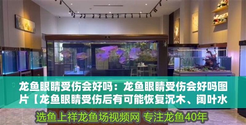 龍魚眼睛受傷會(huì)好嗎：龍魚眼睛受傷會(huì)好嗎圖片【龍魚眼睛受傷后有可能恢復(fù)沉木、闊葉水草等因傷勢嚴(yán)重而異】