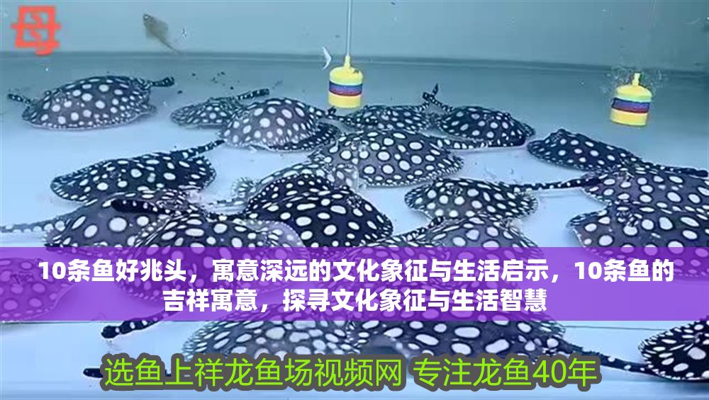 10條魚好兆頭，寓意深遠的文化象征與生活啟示，10條魚的吉祥寓意，探尋文化象征與生活智慧