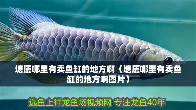 塘廈哪里有賣魚缸的地方啊（塘廈哪里有賣魚缸的地方啊圖片）