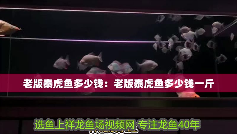 老版泰虎魚多少錢：老版泰虎魚多少錢一斤
