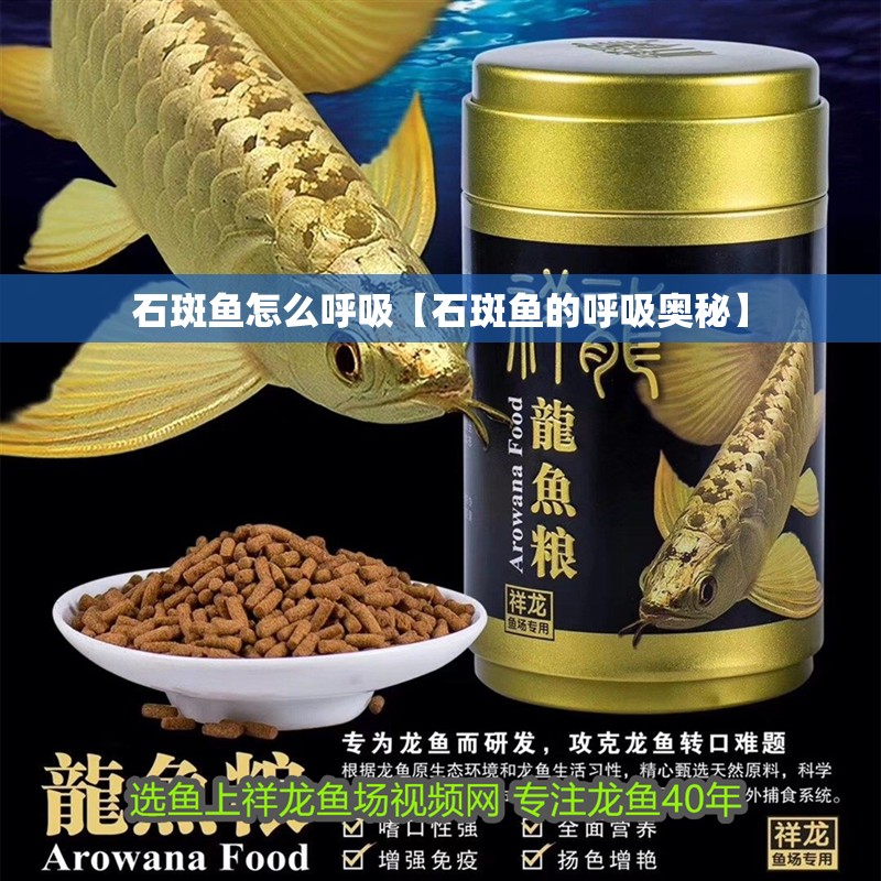 石斑魚怎么呼吸【石斑魚的呼吸奧秘】 龍魚論壇 石斑魚怎么呼吸【石斑魚的呼吸奧秘】 石斑魚怎么呼吸【石斑魚的呼吸奧秘】 龍魚論壇