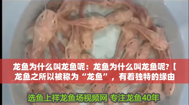 龍魚為什么叫龍魚呢：龍魚為什么叫龍魚呢?【龍魚之所以被稱為“龍魚”，有著獨特的緣由】