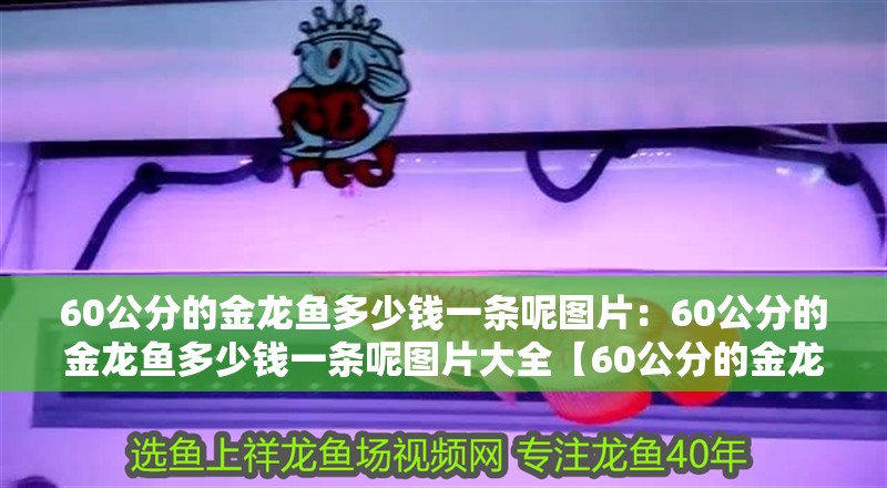 60公分的金龍魚多少錢一條呢圖片：60公分的金龍魚多少錢一條呢圖片大全【60公分的金龍魚價格受哪些因素影響60公分的金龍魚】 60公分的金龍魚多少錢一條呢圖片：60公分的金龍魚多少錢一條呢圖片大全【60公分的金龍魚價格受哪些因素影響60公分的金龍魚】 水族問答