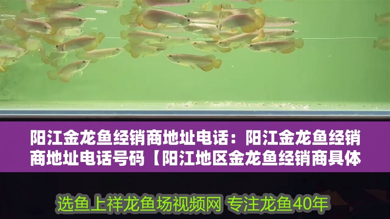 陽江金龍魚經銷商地址電話：陽江金龍魚經銷商地址電話號碼【陽江地區金龍魚經銷商具體地址在哪里買金龍魚經銷商】