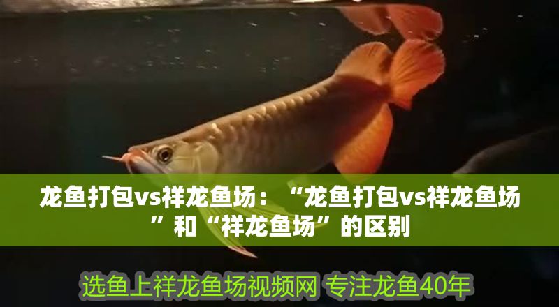 龍魚打包vs祥龍魚場:“龍魚打包vs祥龍魚場”和“祥龍魚場”的區(qū)別 vs祥龍魚場 第1張 龍魚打包vs祥龍魚場:“龍魚打包vs祥龍魚場”和“祥龍魚場”的區(qū)別 龍魚打包vs祥龍魚場:“龍魚打包vs祥龍魚場”和“祥龍魚場”的區(qū)別 vs祥龍魚場 第1張