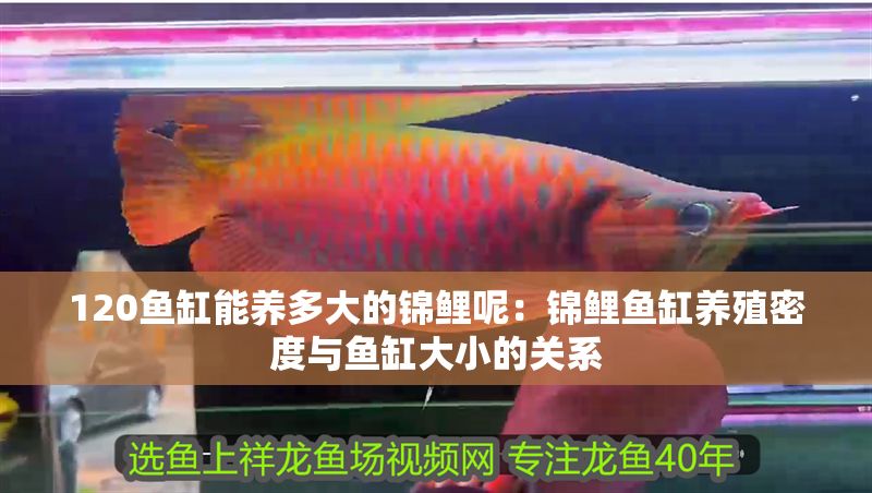 120魚缸能養(yǎng)多大的錦鯉呢：錦鯉魚缸養(yǎng)殖密度與魚缸大小的關(guān)系