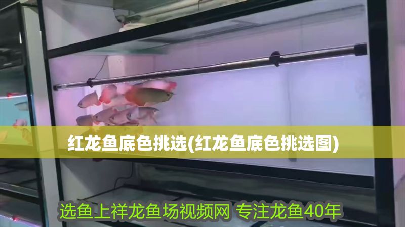 紅龍魚底色挑選(紅龍魚底色挑選圖)