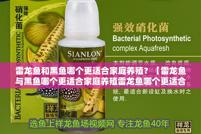 雷龍魚和黑魚哪個(gè)更適合家庭養(yǎng)殖？【雷龍魚與黑魚哪個(gè)更適合家庭養(yǎng)殖雷龍魚哪個(gè)更適合家庭養(yǎng)殖】