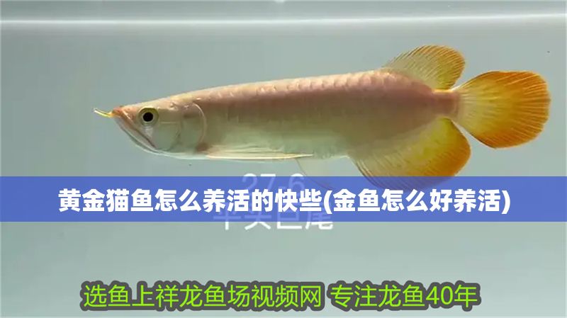 黃金貓魚怎么養(yǎng)活的快些(金魚怎么好養(yǎng)活)