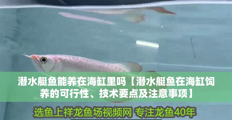 潛水艇魚能養在海缸里嗎【潛水艇魚在海缸飼養的可行性、技術要點及注意事項】