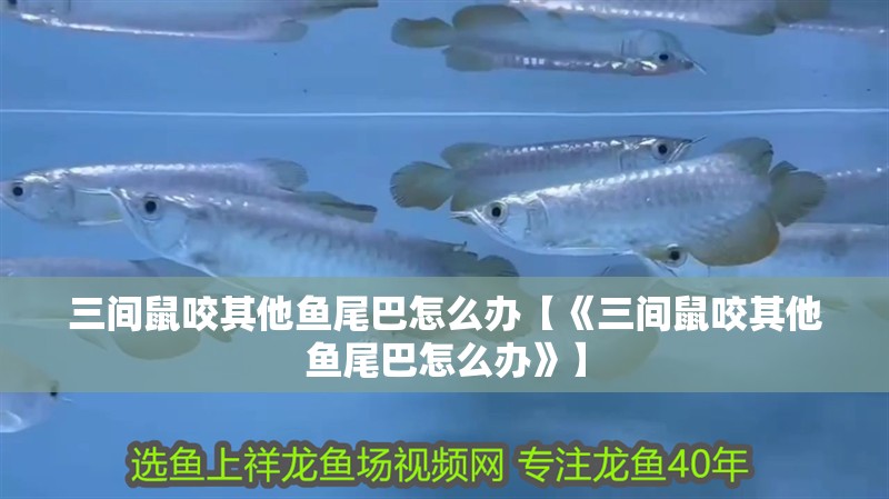 三間鼠咬其他魚尾巴怎么辦【《三間鼠咬其他魚尾巴怎么辦》】