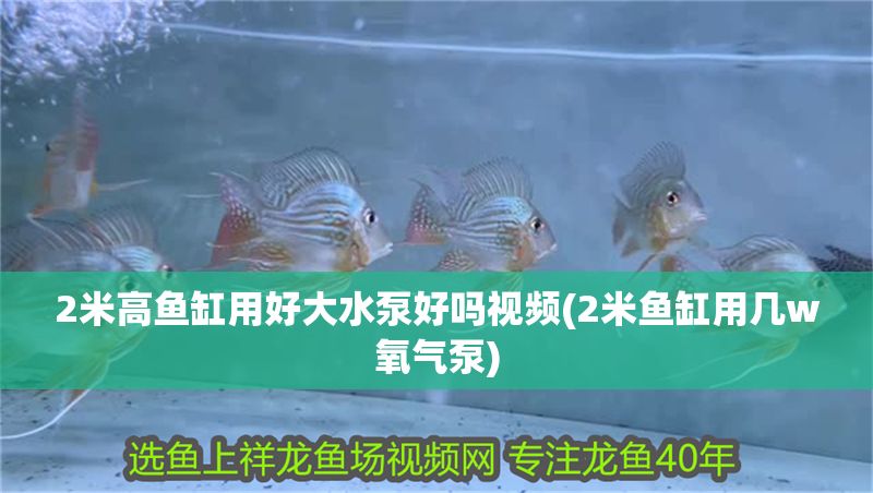 2米高魚缸用好大水泵好嗎視頻(2米魚缸用幾w氧氣泵)
