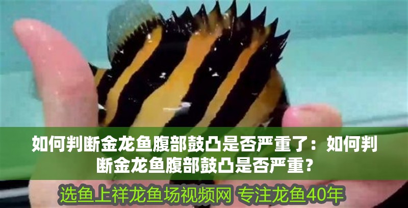 如何判斷金龍魚腹部鼓凸是否嚴重了：如何判斷金龍魚腹部鼓凸是否嚴重？