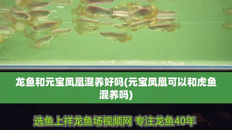 龍魚和元寶鳳凰混養好嗎(元寶鳳凰可以和虎魚混養嗎)