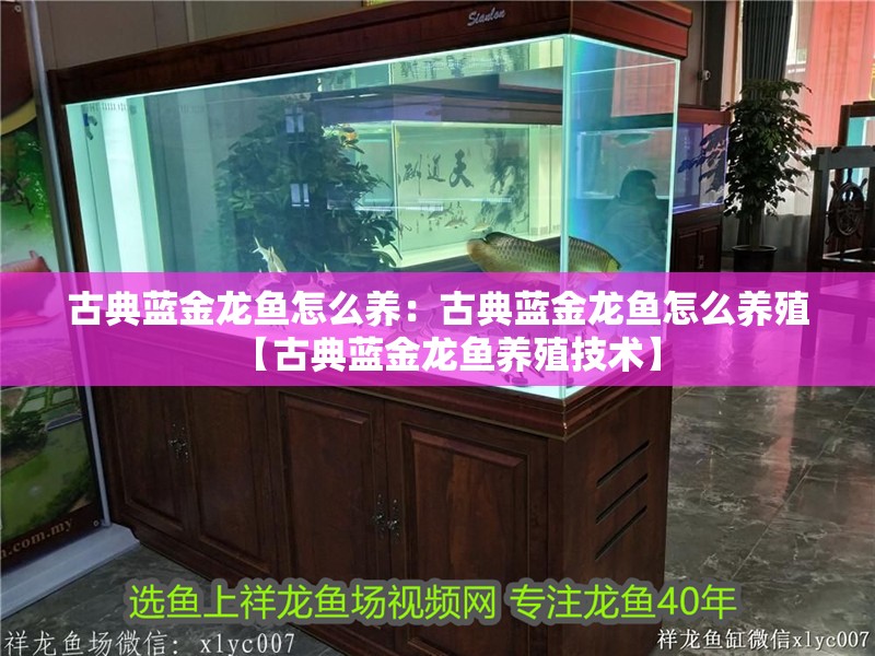 古典藍金龍魚怎么養：古典藍金龍魚怎么養殖【古典藍金龍魚養殖技術】