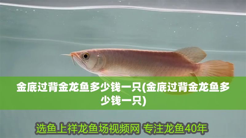 金底過背金龍魚多少錢一只(金底過背金龍魚多少錢一只)