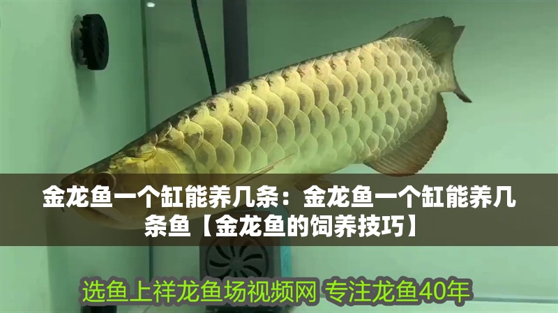 金龍魚一個缸能養幾條：金龍魚一個缸能養幾條魚【金龍魚的飼養技巧】 金龍魚一個缸能養幾條：金龍魚一個缸能養幾條魚【金龍魚的飼養技巧】 水族問答