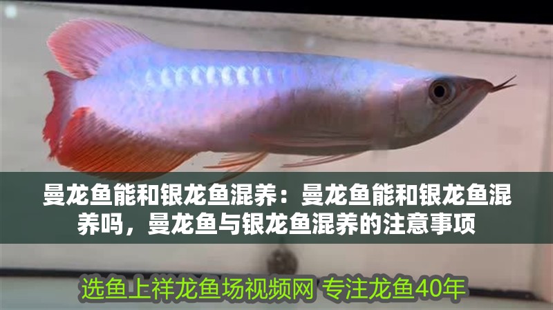 曼龍魚能和銀龍魚混養：曼龍魚能和銀龍魚混養嗎，曼龍魚與銀龍魚混養的注意事項