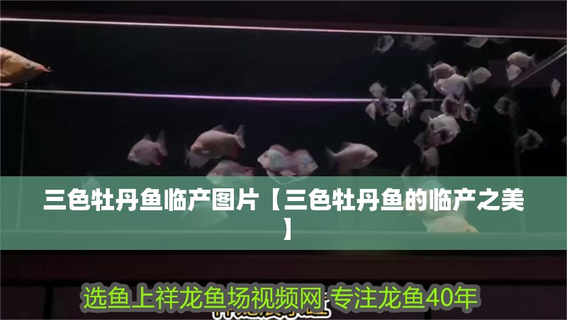 三色牡丹魚臨產(chǎn)圖片【三色牡丹魚的臨產(chǎn)之美】