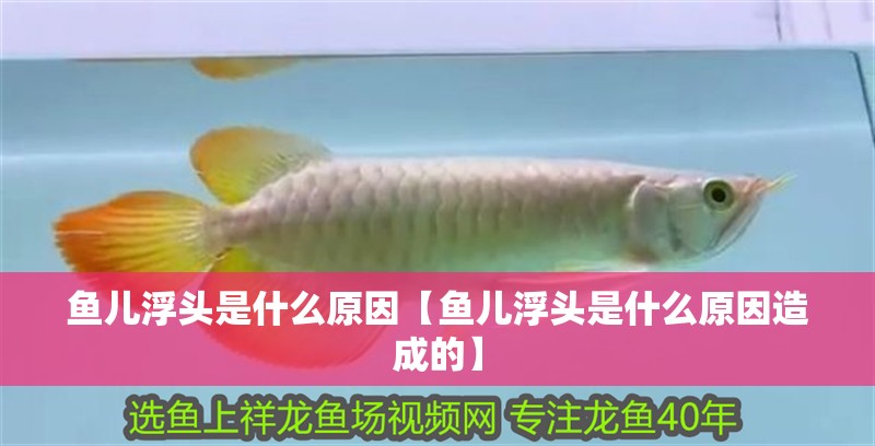 魚兒浮頭是什么原因【魚兒浮頭是什么原因造成的】