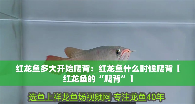紅龍魚多大開始爬背:紅龍魚什么時候爬背【紅龍魚的“爬背”】 水族問答 紅龍魚多大開始爬背:紅龍魚什么時候爬背【紅龍魚的“爬背”】 紅龍魚多大開始爬背:紅龍魚什么時候爬背【紅龍魚的“爬背”】 水族問答
