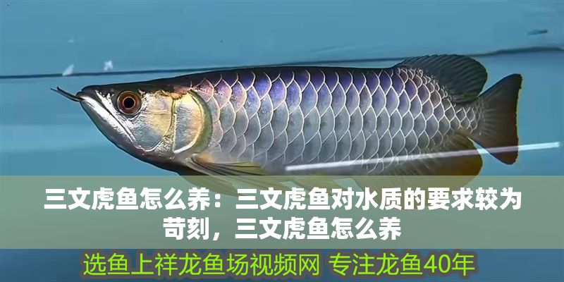 三文虎魚怎么養：三文虎魚對水質的要求較為苛刻，三文虎魚怎么養