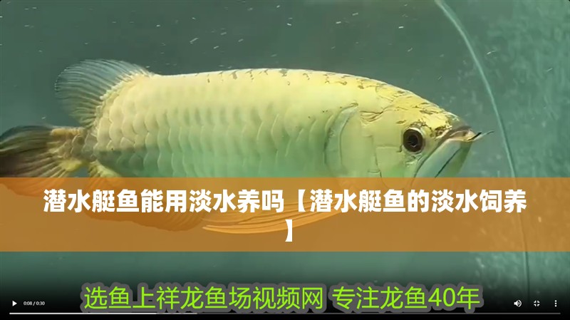 潛水艇魚能用淡水養嗎【潛水艇魚的淡水飼養】