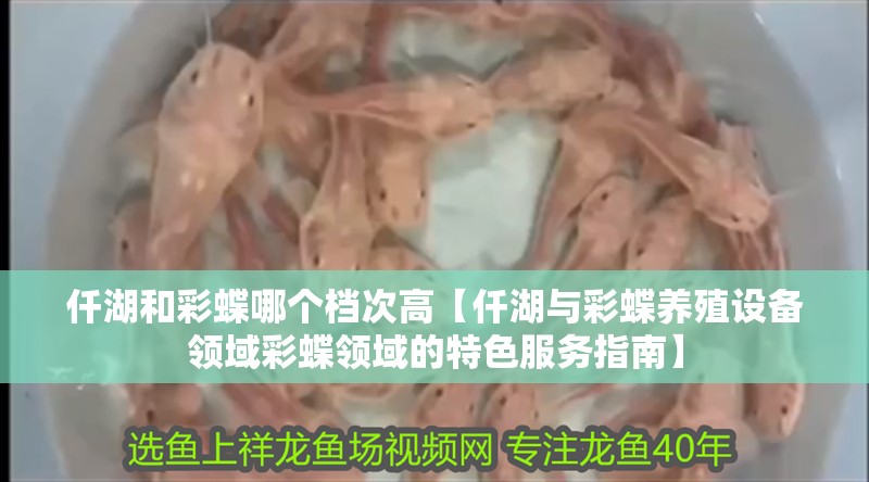 仟湖和彩蝶哪個檔次高【仟湖與彩蝶養殖設備領域彩蝶領域的特色服務指南】